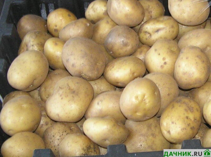 Самые лучшие ранние сорта картофеля на 2023 год для всех регионов России