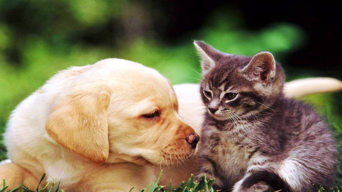 Лучшие друзья