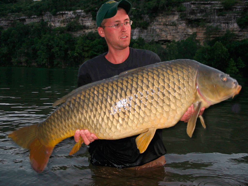 Карпфишинг - трофейная рыбалка,, на которой пойманную рыбу, требуется обязательно отпустить на волю.. 