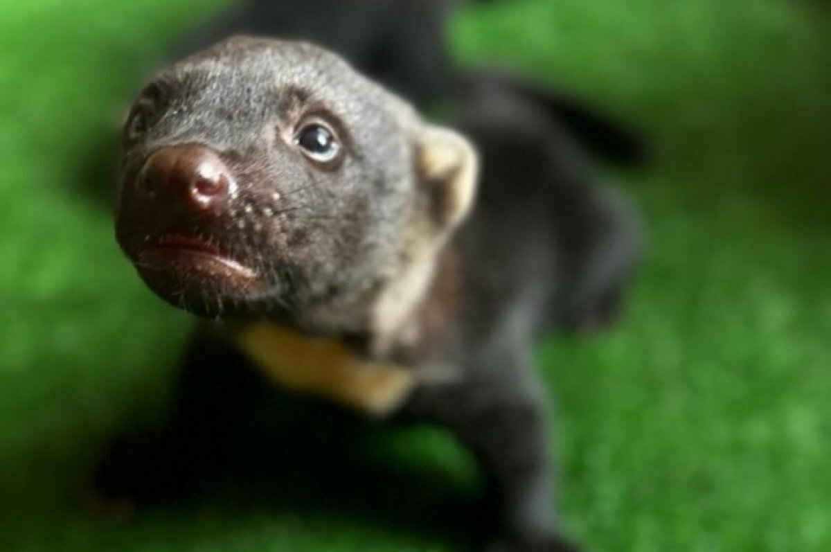    У пары тайр в Екатеринбургском зоопарке родились детеныши