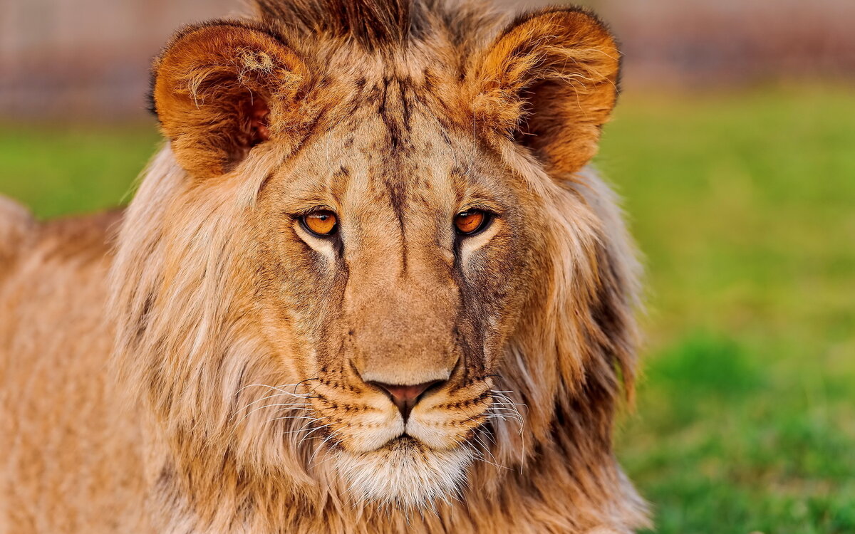 Фото: https://w.forfun.com/fetch/f5/f5dd7a7518188ac48072e7a840efd467.jpeg