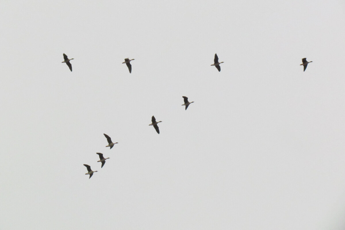 Исследования с помощью GPS-передатчиков и акселерометров показали: гуси и другие крупные птицы летят клином, потому что это позволяет ловить завихрения воздуха от впереди летящего и экономить силы. А ещё это помогает им держаться вместе, ведь в полёте сложно переговариваться.