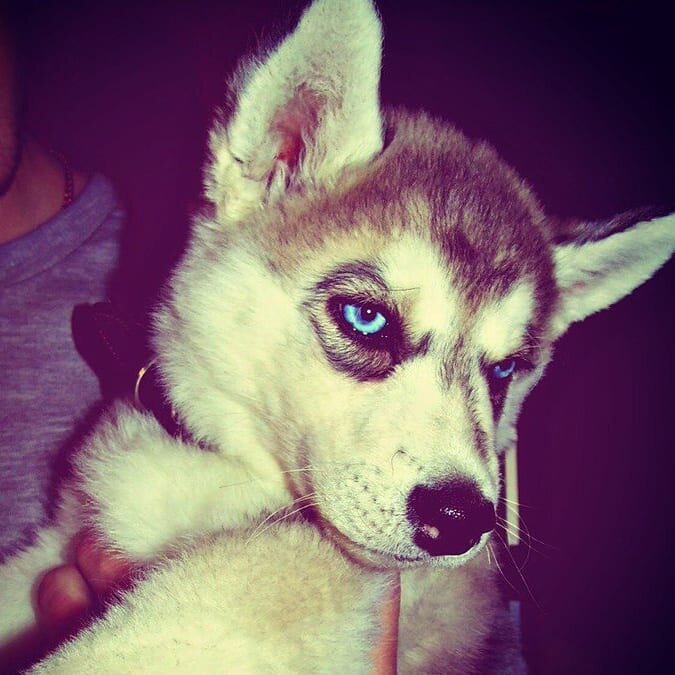 Щенок Нортон