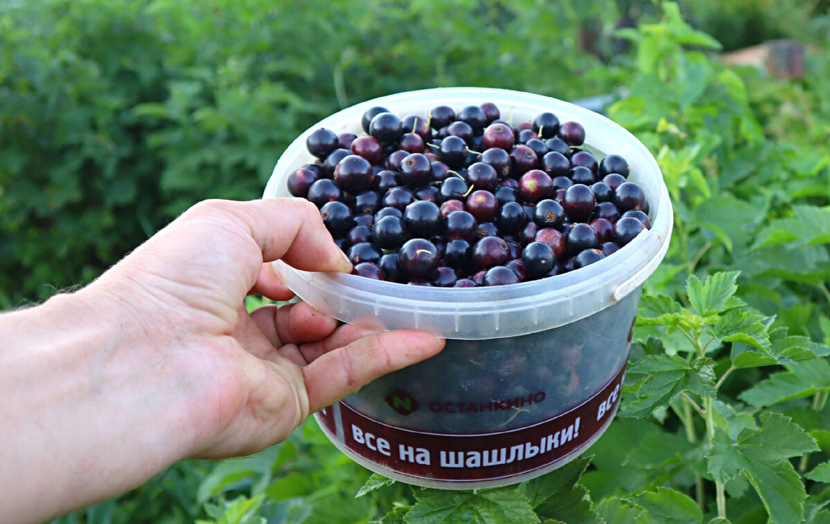 Крона смородины диаметр.