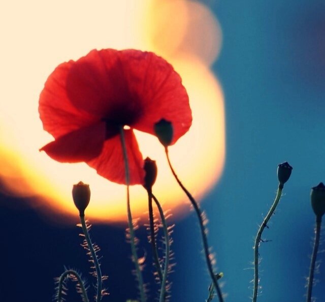 Фото wallpapershome.ru