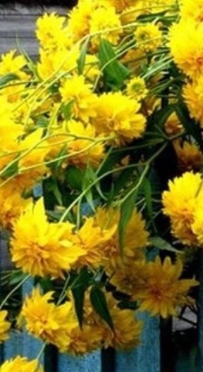 Золотые шары - цветы осени(((. Блин, как жалко, что лето уходит...