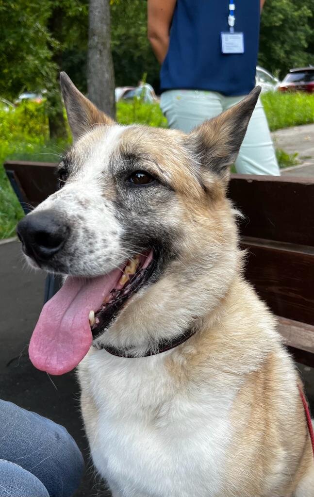 Сокол не раз принимал участие в сборе кормов в магазинах сети Бетховен