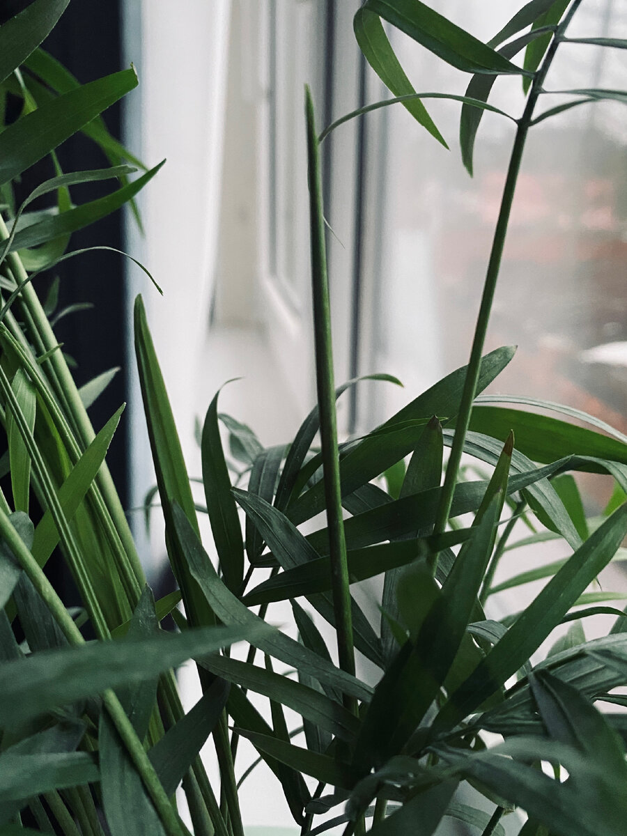 Прямая стрелка