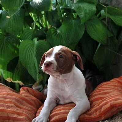 питбуль , питбультерьер , американский питбультерьер , питомник, пит , питреал