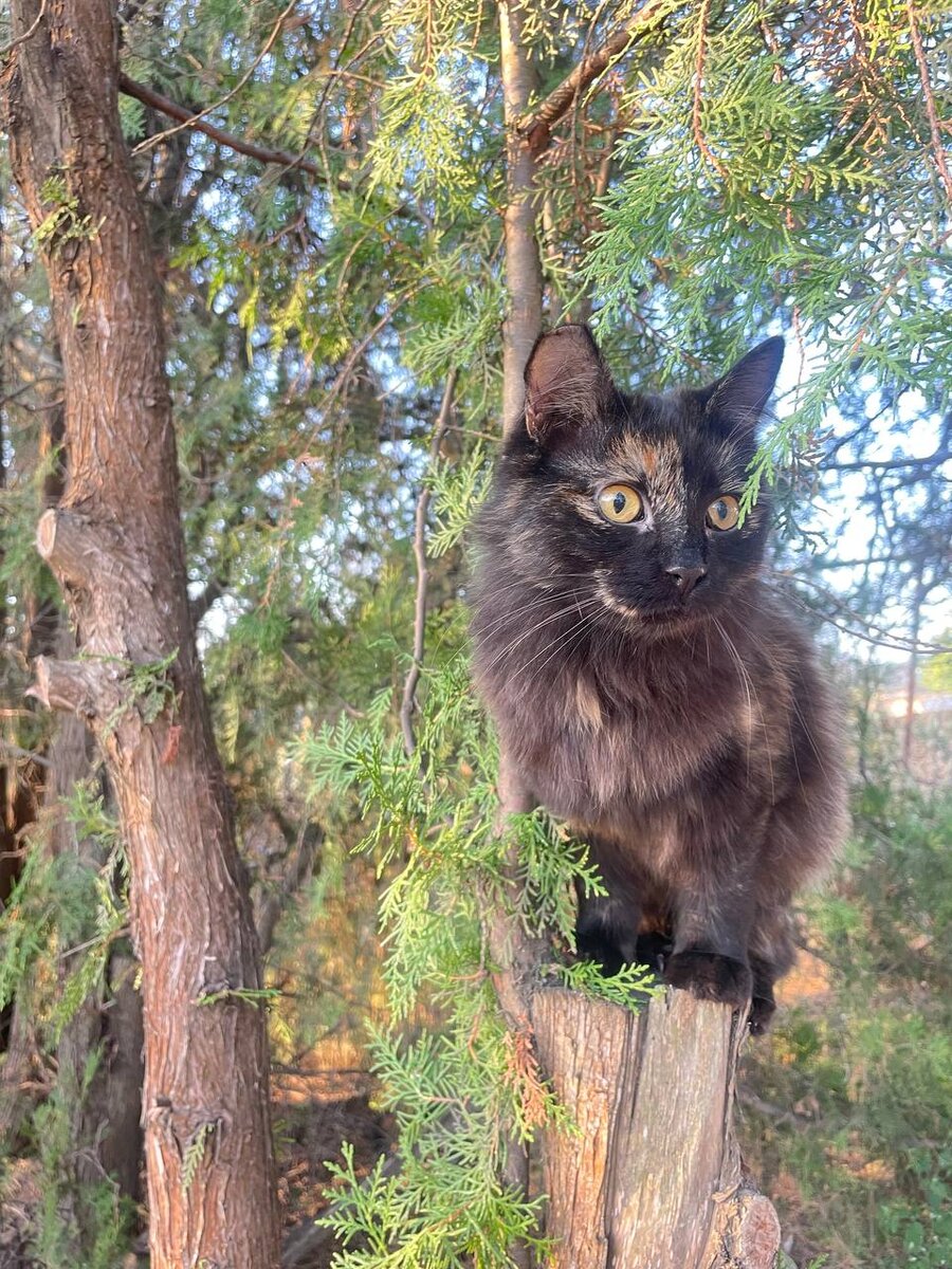 Кошка Хаврошка что-то задумала