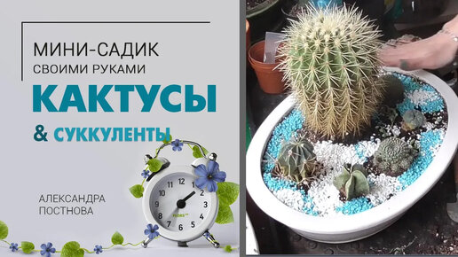 Пересадка кактусов | Сад из суккулентов