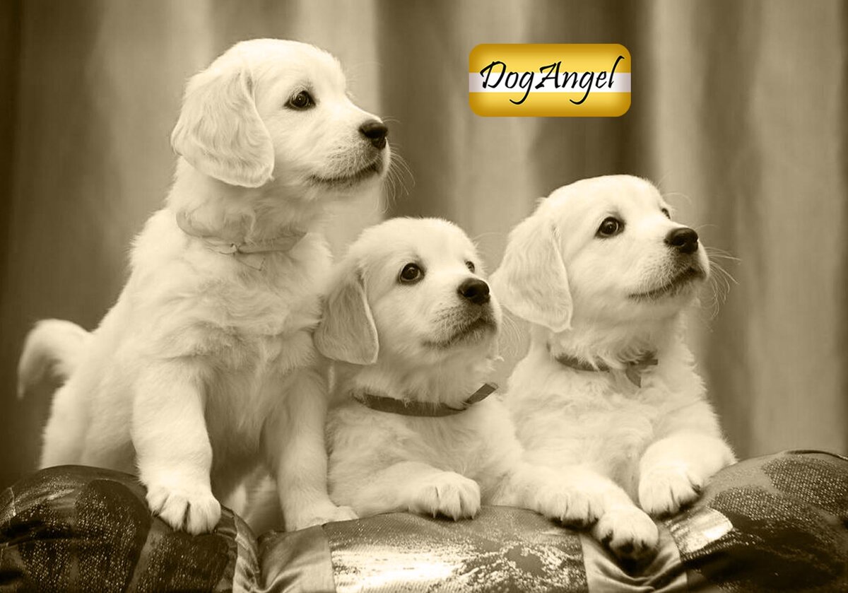 Фото из fonwall.ru/wallpaper/labrador-retriever-puppy-dogs-cute/