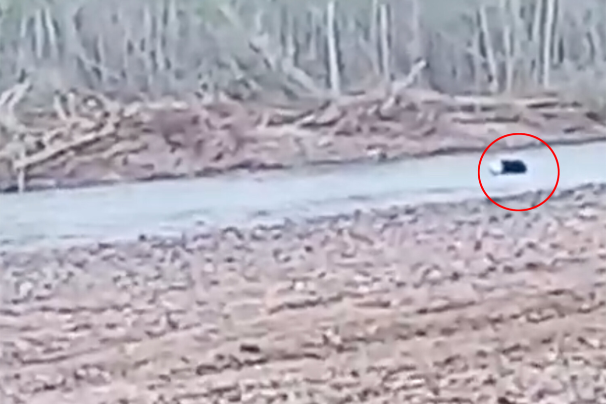 Скриншот: PrimaMedia.Приморье