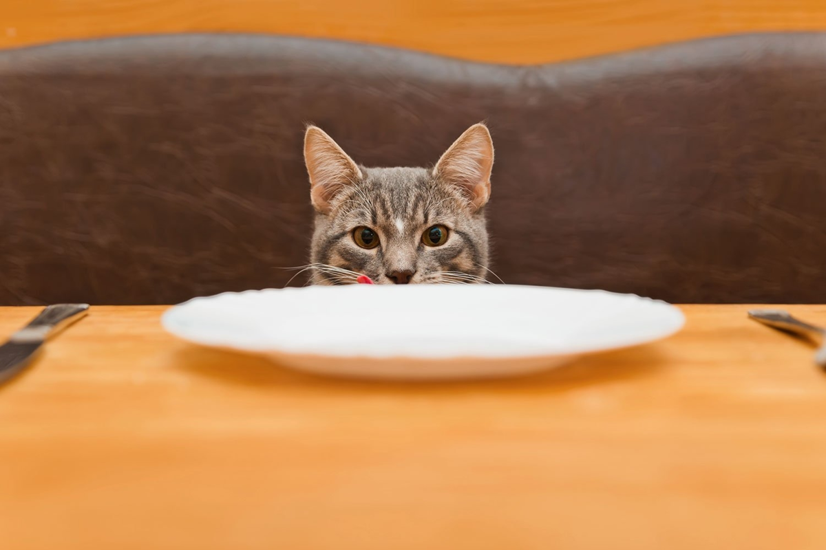 Голодный кот