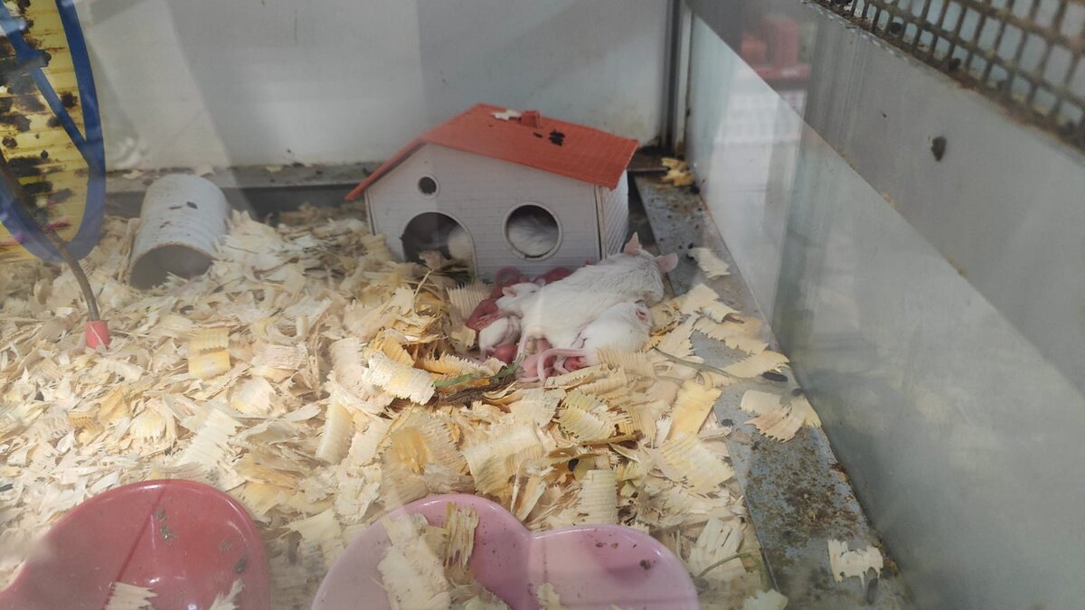 Наставник с учениками) 