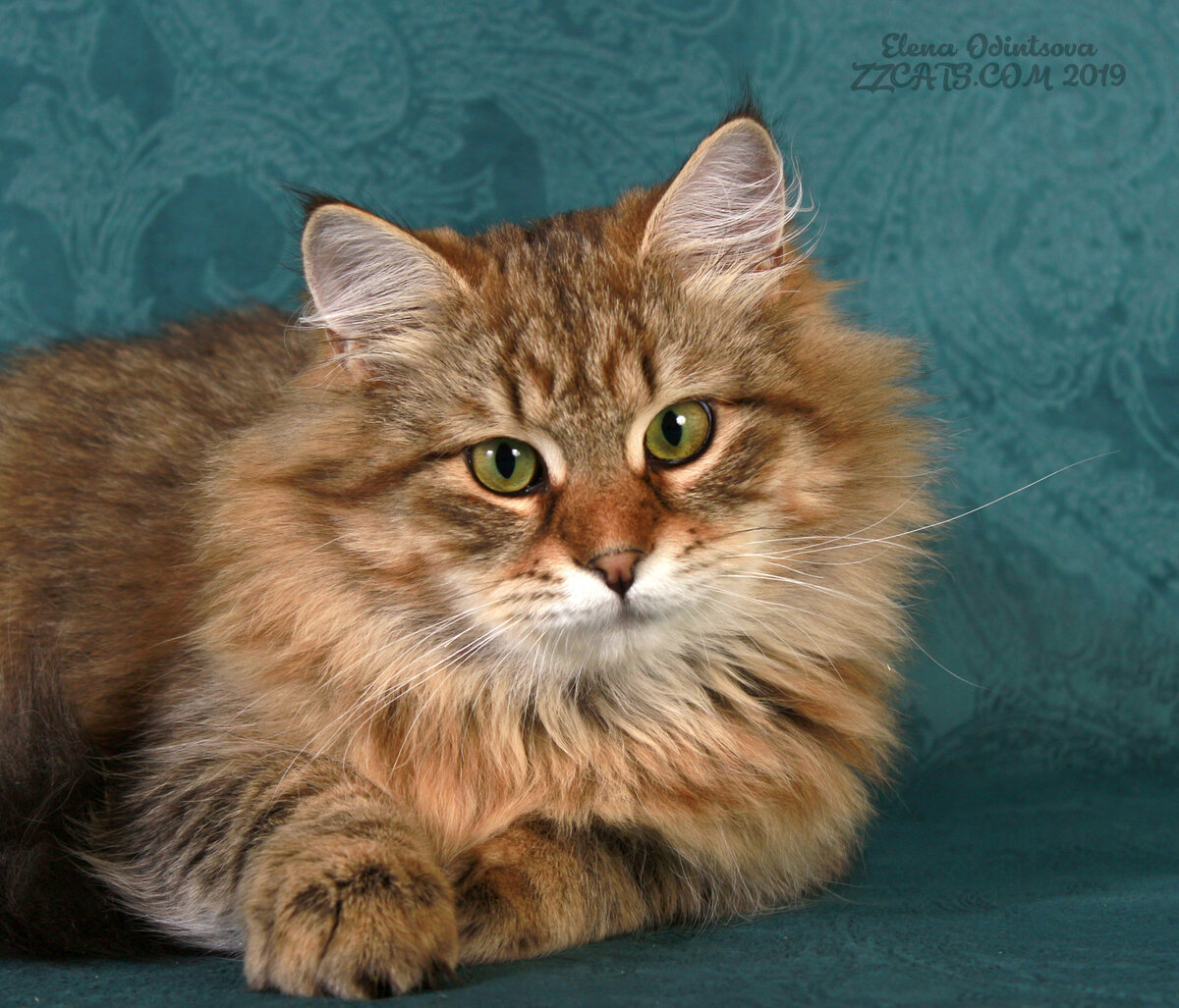 Сибирские котята красный мрамор