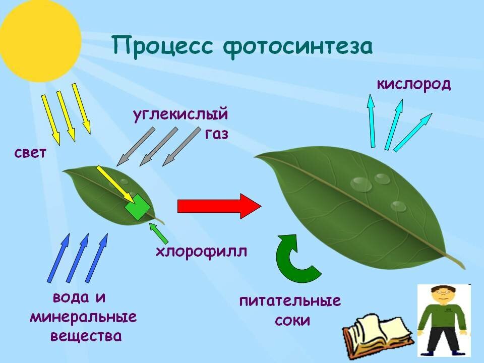 Схема влияние углекислого газа на выделение кислорода водными растениями