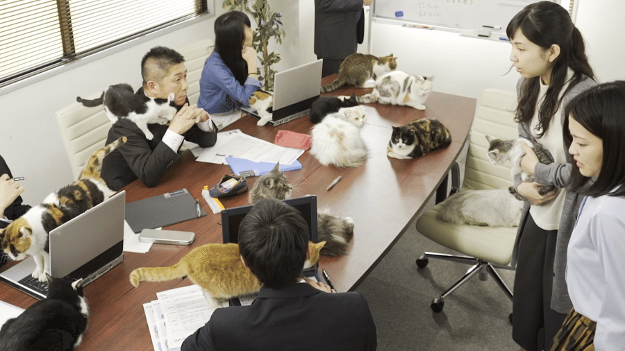 В Японии очень много квартир, но они очень маленькие, поэтому владельцы жилья не всегда  могут себе позволить завести кошку.  Зная об этом, руководство компании решили разрешить своим сотрудникам приносить своих питомцев на работу,  и даже бездомных животных. У всех четвероногих, живущих в офисе, есть своя миска с едой и спальное место.