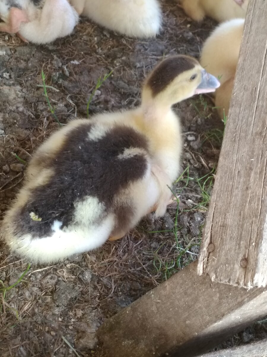 Выросший Amistad 