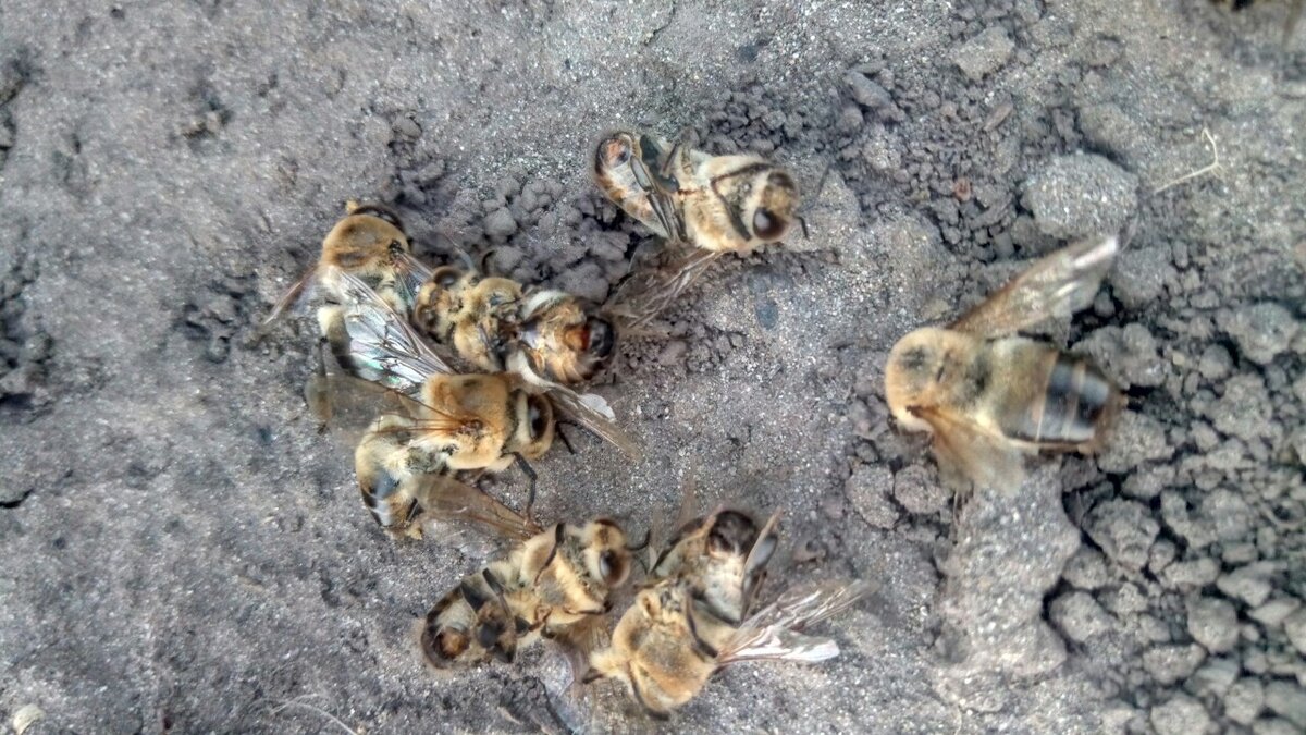 Перед летком, уже мертвые трутни