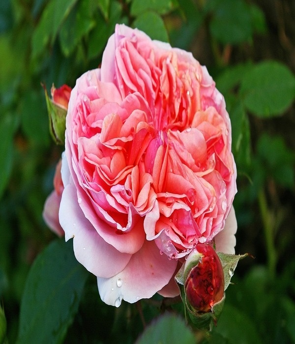 https://cdn.pixabay.com/photo/2016/06/21/14/50/rose-1471205_960_720.jpg