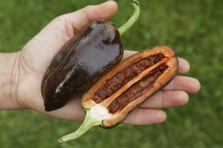 Канадские ученые, которые вывели «шоколадную паприку», утверждают, что это продукт для гурманов. По цвету и на вкус данный сорт действительно напоминает какао-бобы.