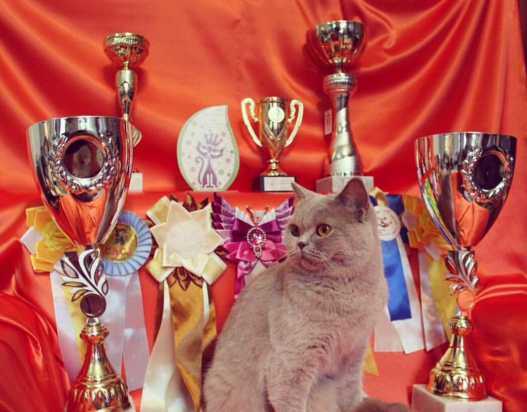 Алиса с наградами