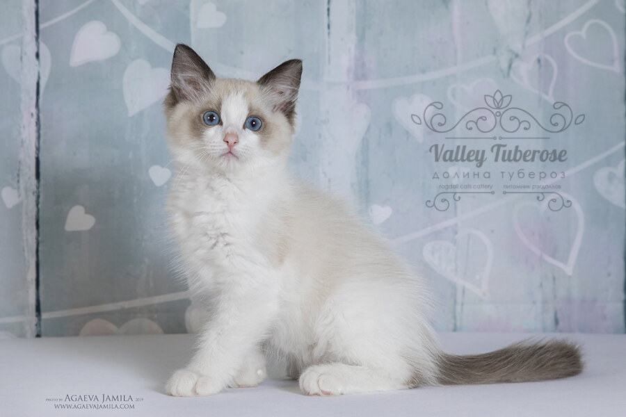 Наш мальчик из февральского помета I  - Ian Valley Tuberose , улетевший в далекий-далекий Комсомольск –на- Амуре