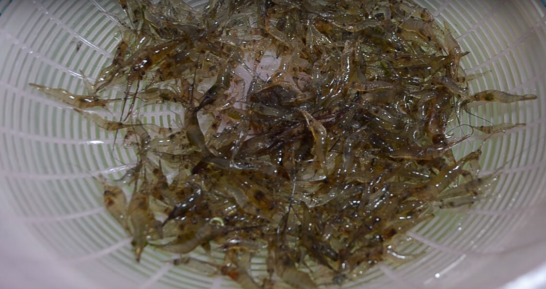 Танцующие креветки – тайский салат из живых креветок