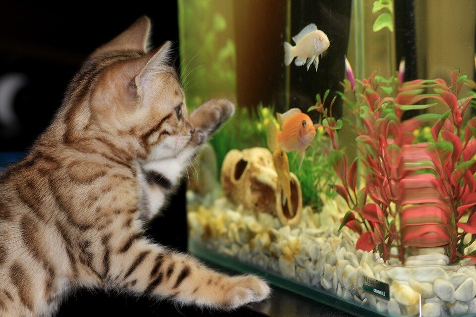https://cdn.pixabay.com/photo/2016/01/21/20/18/kitten-1154693_960_720.jpg