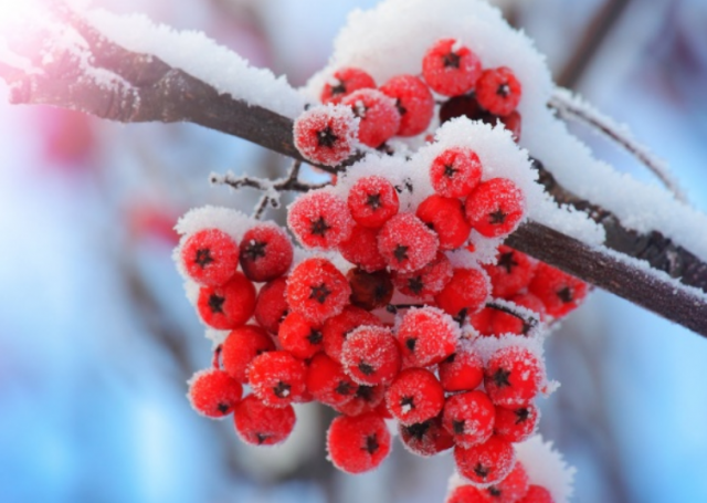 Важно подготовить сад и огород к зиме, чтобы не сгубить растения.