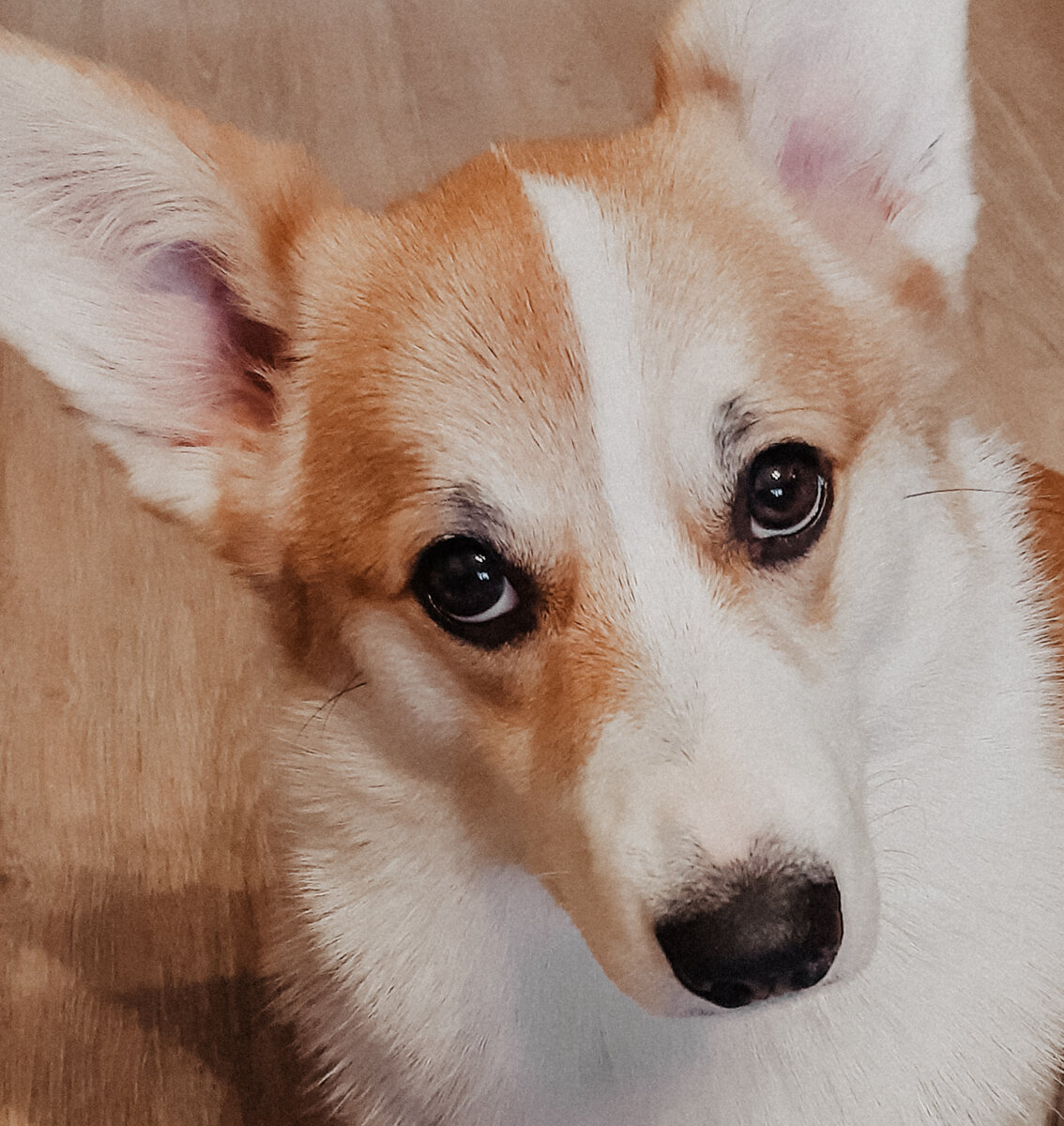 Шарлотта - любительница сыра