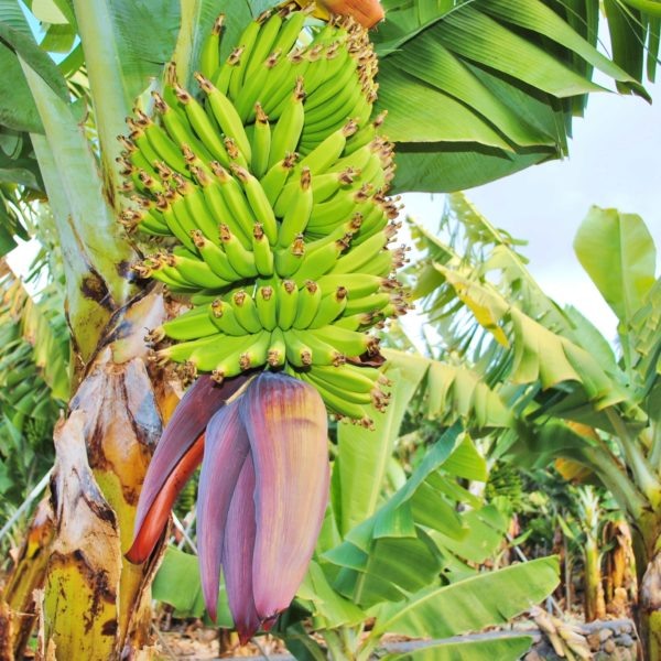 http://xlapalma.com/wp-content/uploads/2018/04/5-3-600x600.jpg