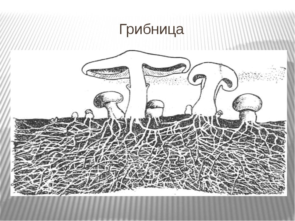 Мицелий гриба схема. Строение шляпочного гриба без подписей. Плёнка эксперимент 17. Строение шляпочного гриба без подписей. Макет грибницы с плодовым телом шляпочного гриба.