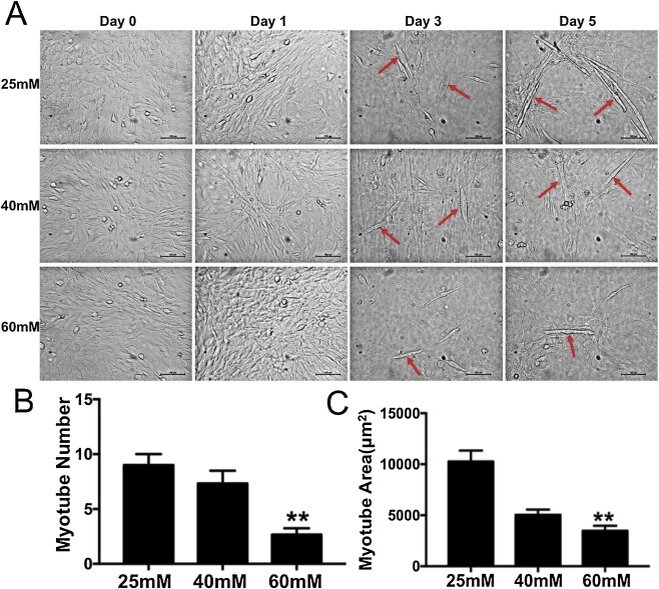 https://www.sciencedirect.com/science/article/pii/S0753332219344579