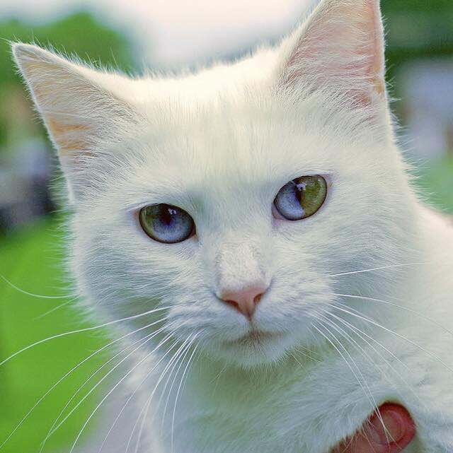 Источник: welovecatsandkittens.com