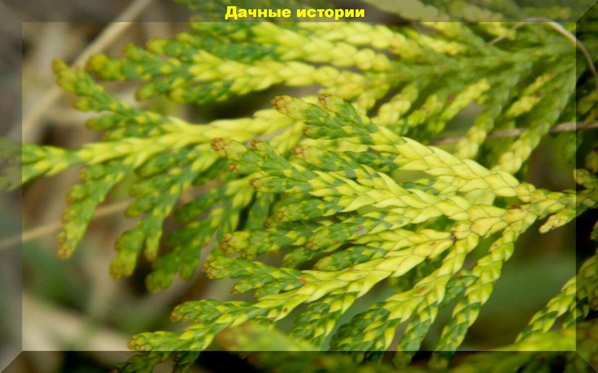 https://vk.com/photo-159774511_457242747. Туя складчатая, зеленый цвет  верхних чешуеобразных листьев отличается от нижних, которое имеет белый рисунок