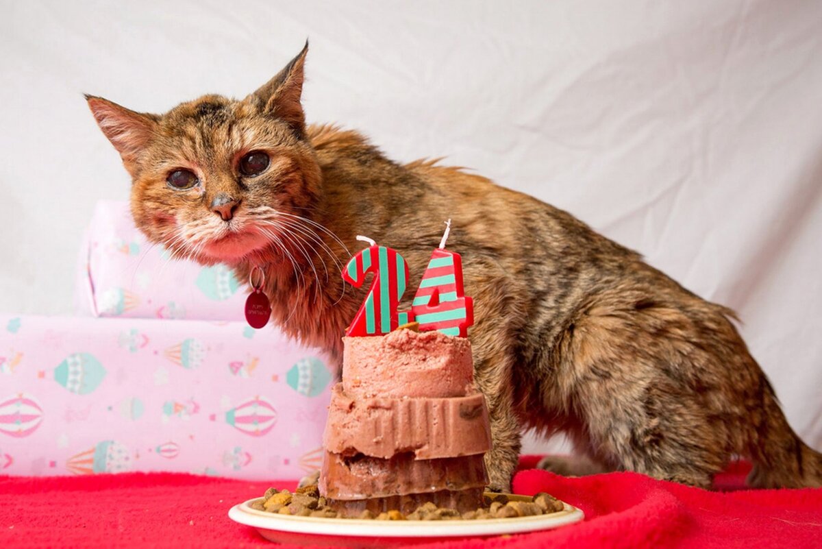Еще один рекордсмен кошка Поппи, которой исполнилось 24 года, в человеческом эквиваленте 114 лет (фото из открытых источников)