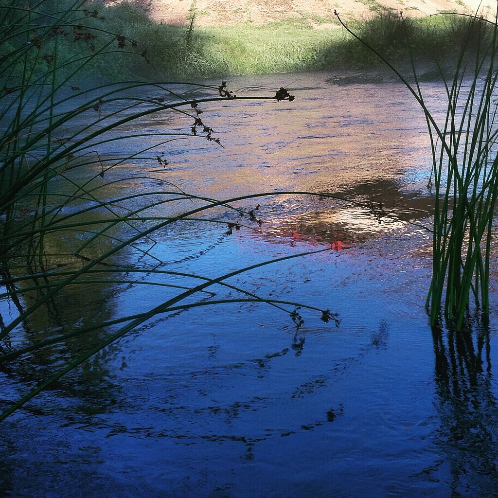 река заросла