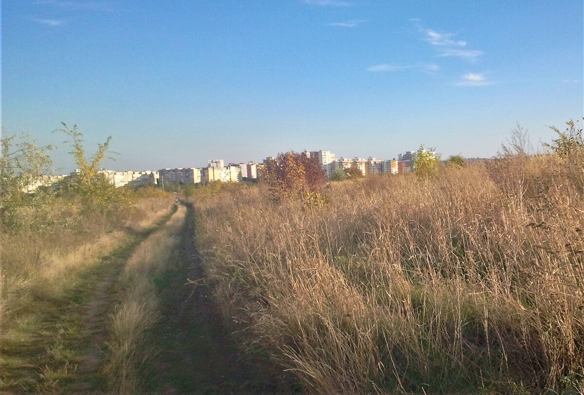 Дорога на поле