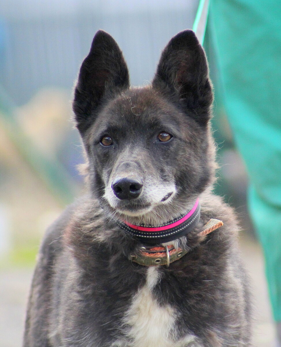 Яша. Приют Солнцево.