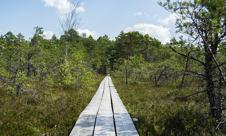 Источник: pixabay.com/ru/photos/болото-природа-живая-природа-4400767/