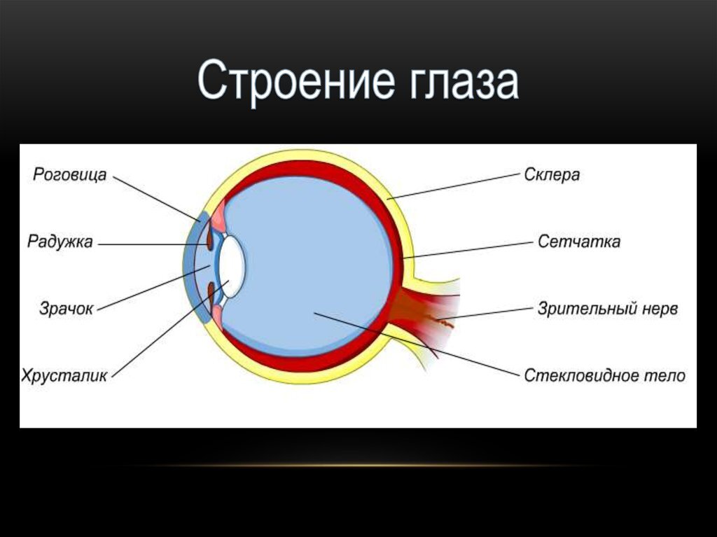 Из чего состоит хрусталик глаза