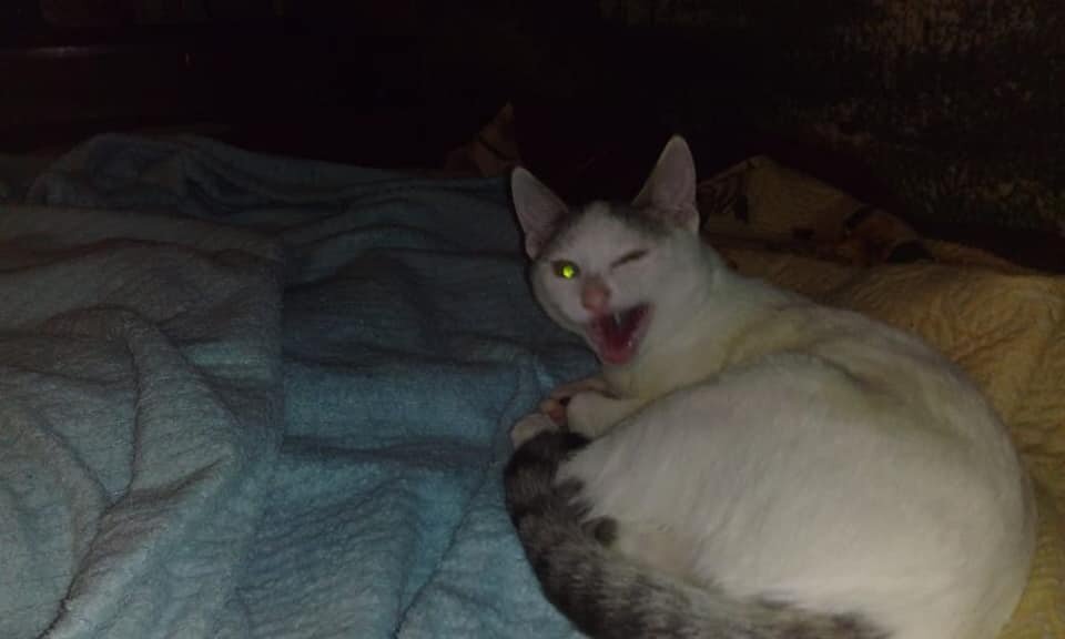 Котенок Августин. Привет из дома от Банды Дворян