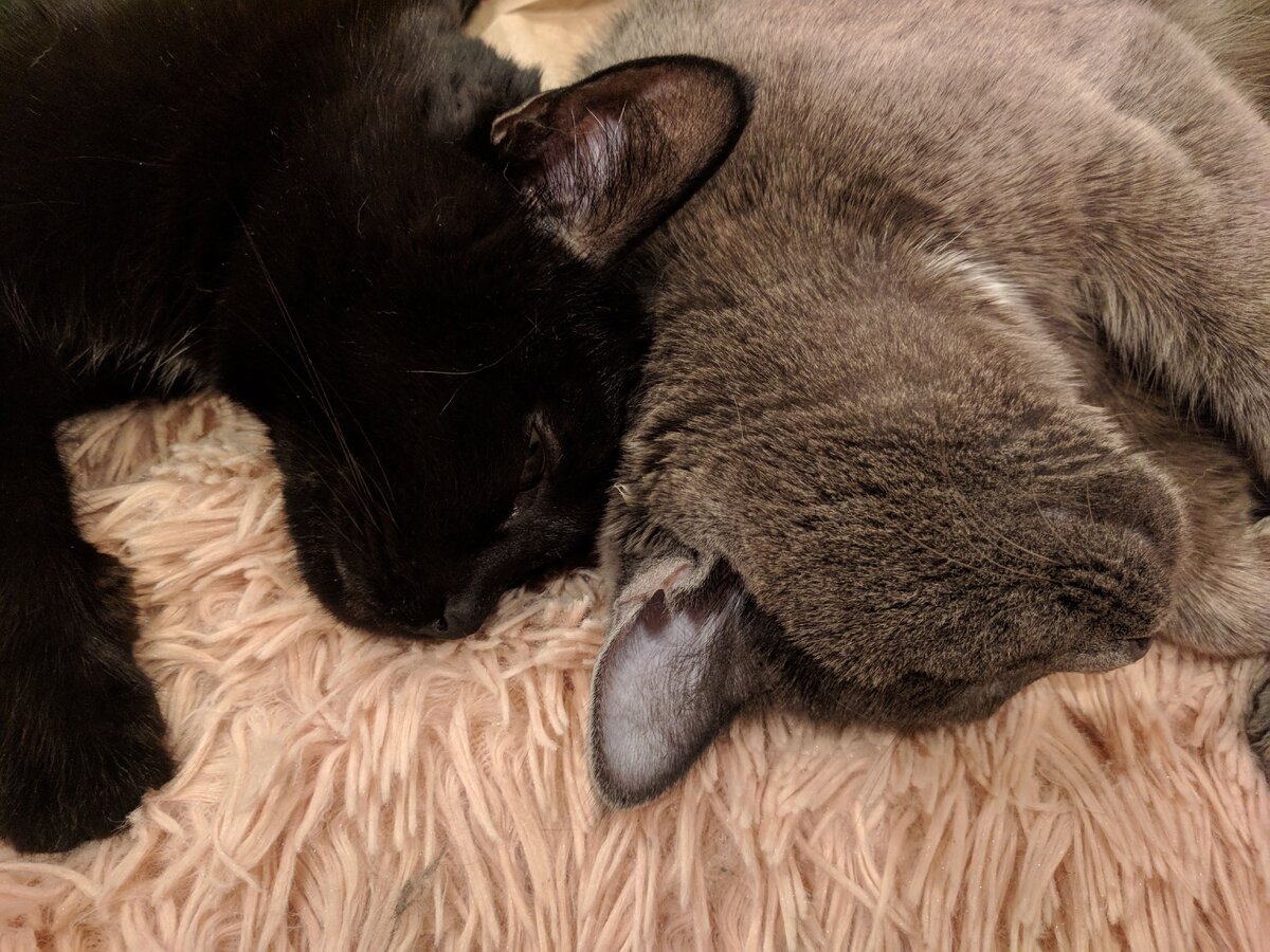 Котейки автора