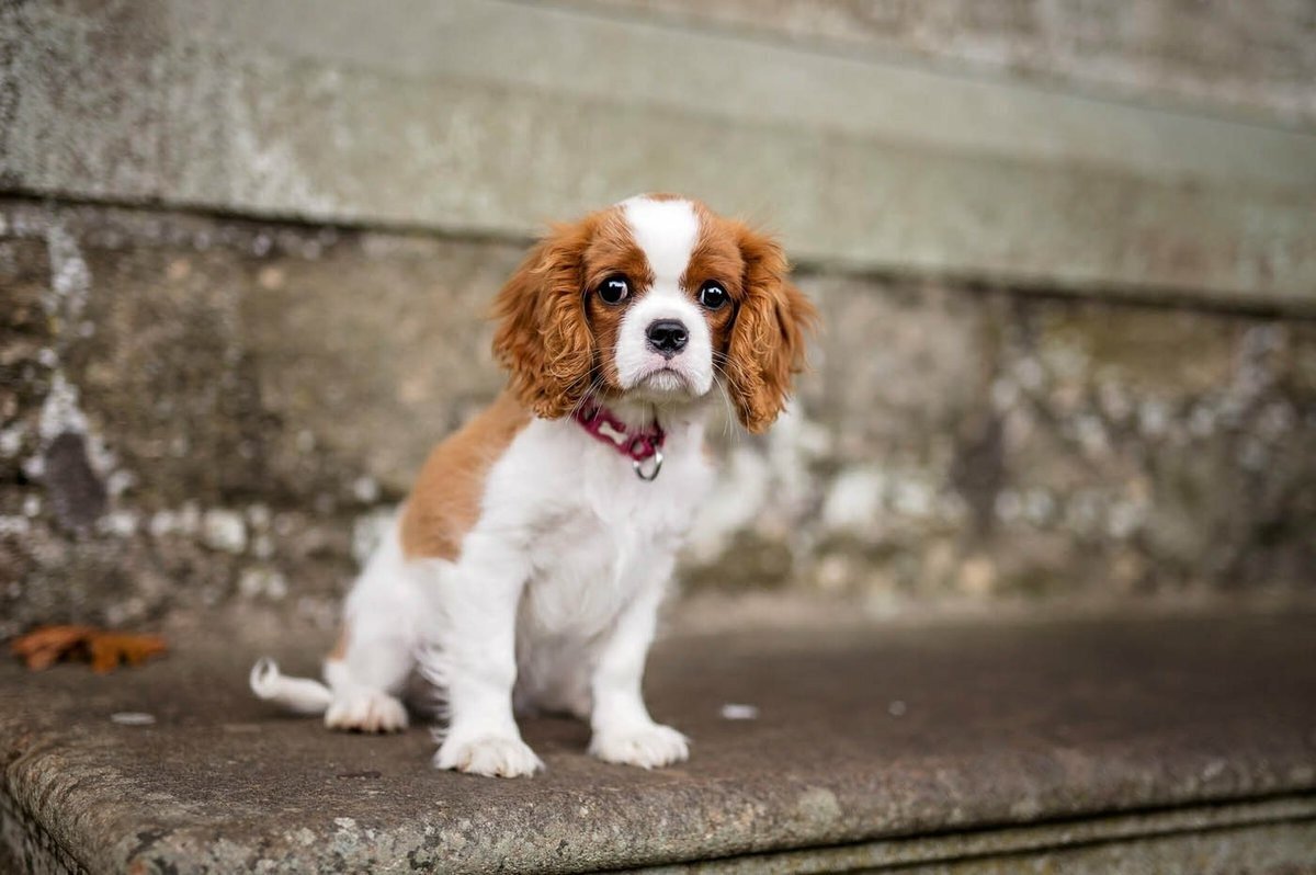Порода Кинг чарльз спаниель