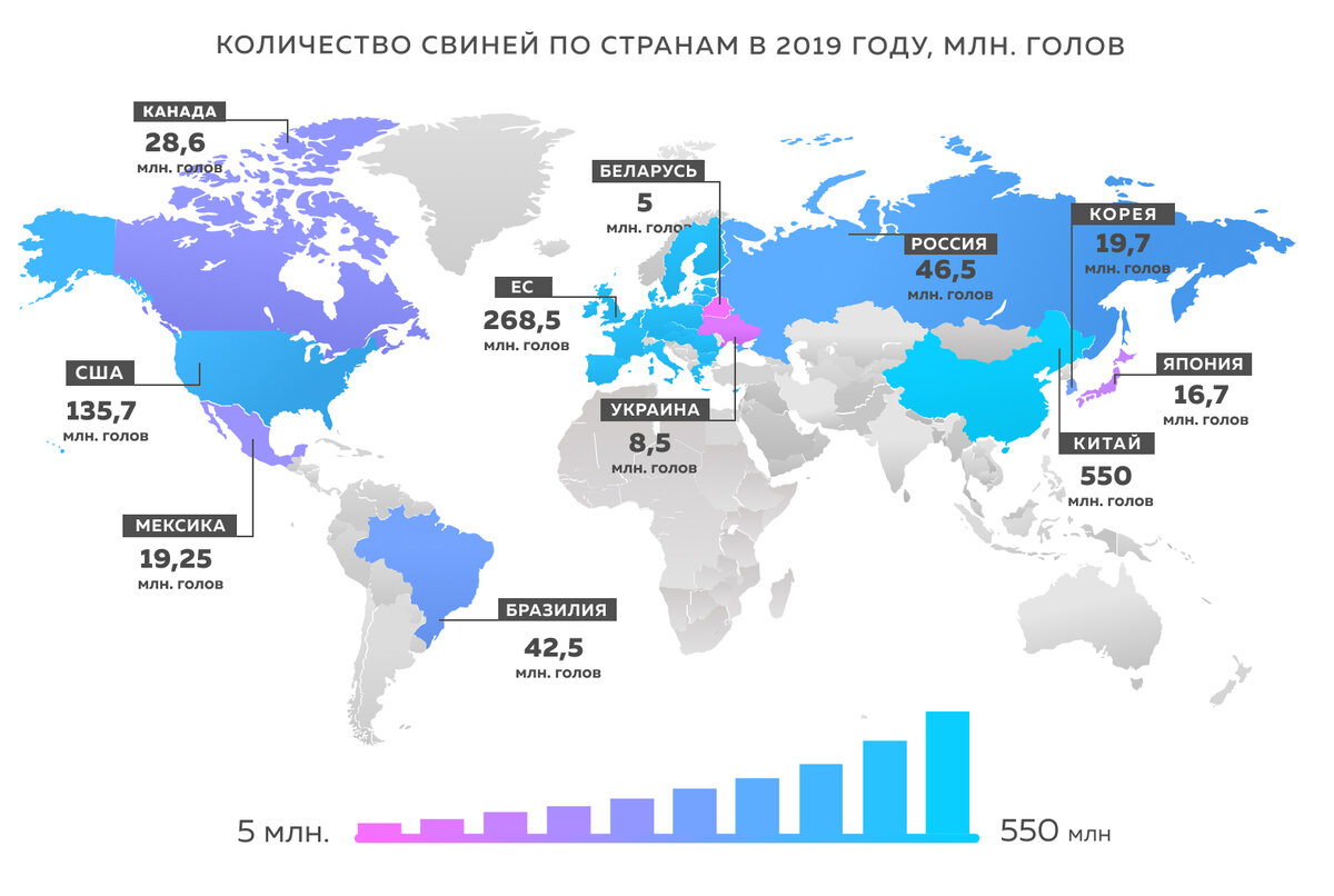 Карта для свиней