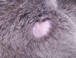 Лишай у кроликов: чем лечить, народные средства