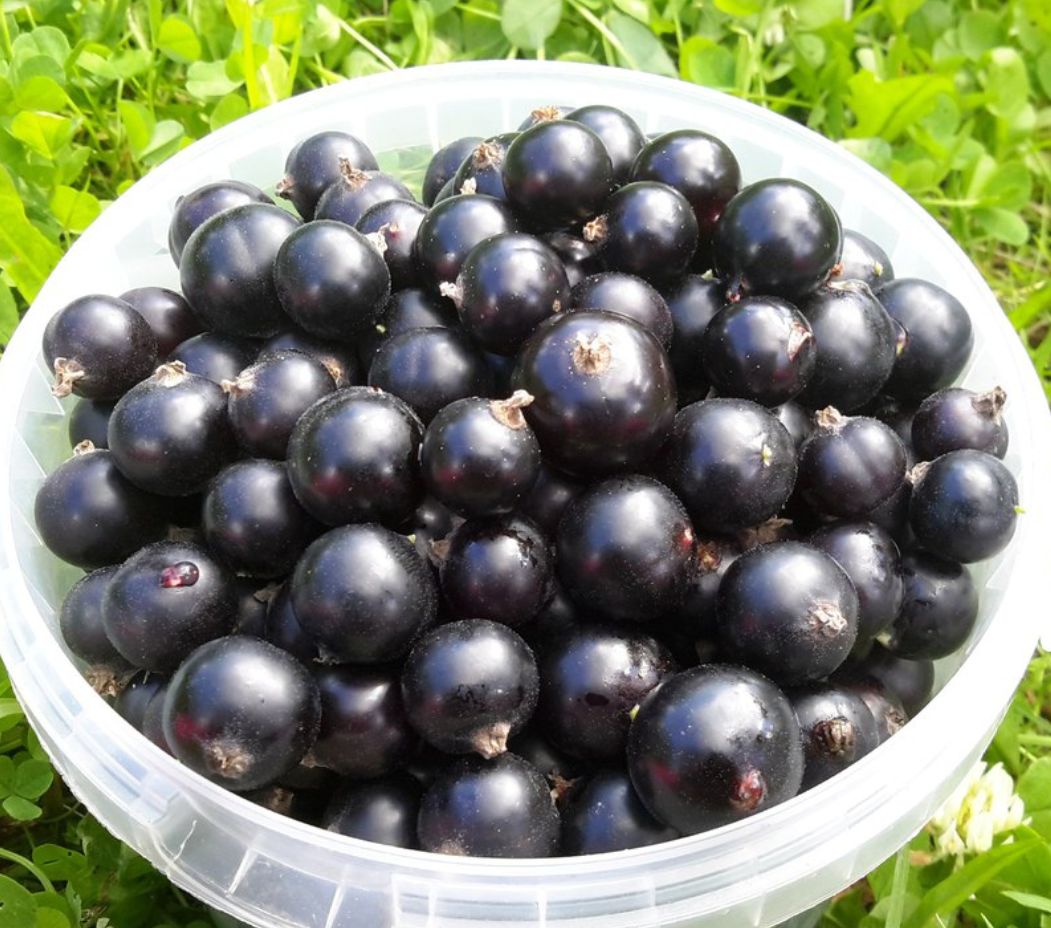 Сбор смородины