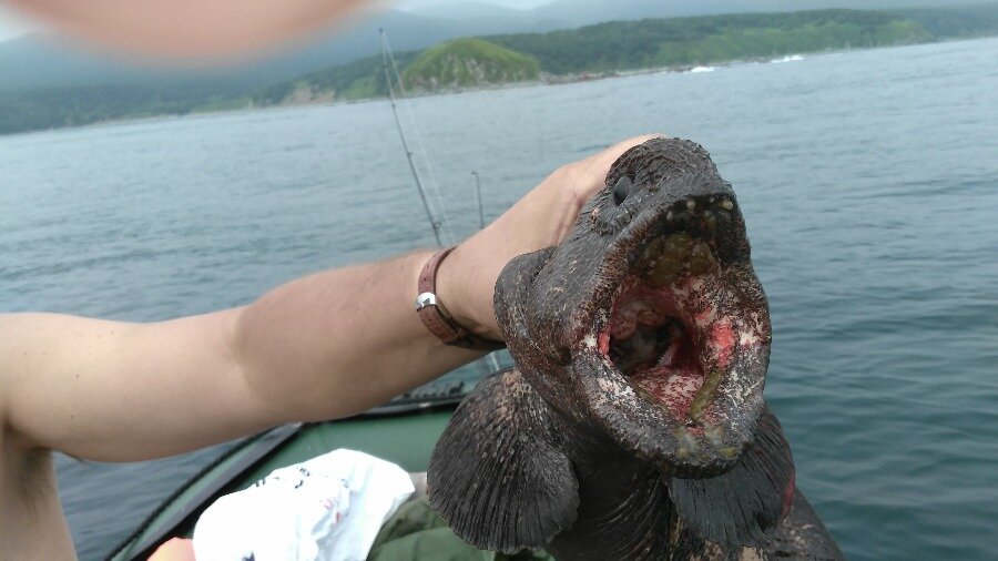 Рыба собака в охотском море